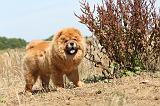 CHOW CHOW 165